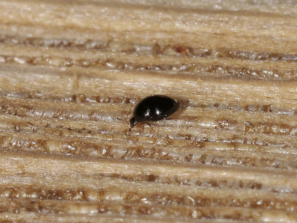 Orthoperus? (Corylophidae)